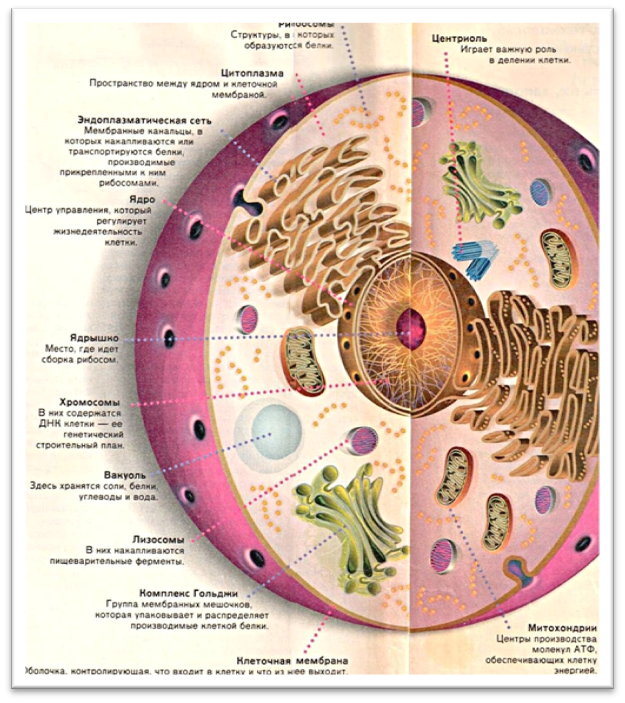 Состав клетки тела.