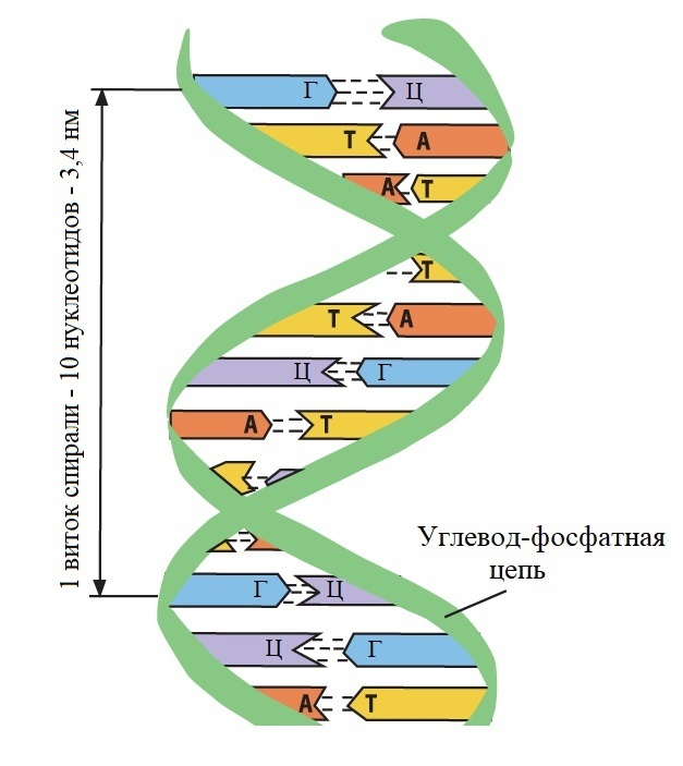 Цепочка ДНК.Можно заметить, что азотистое основание образует пару только с одним, комплементарным ей, партнёром