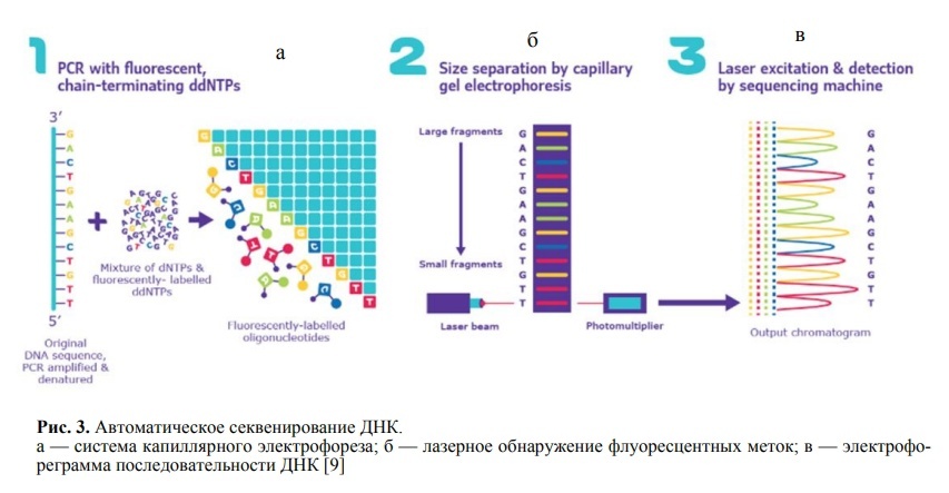 Технологии секвенирования, изображение №3