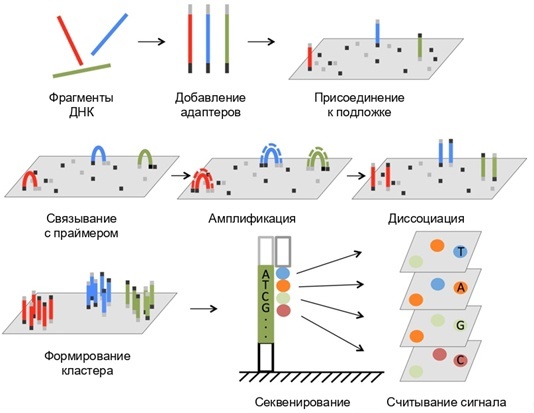 Технологии секвенирования, изображение №7