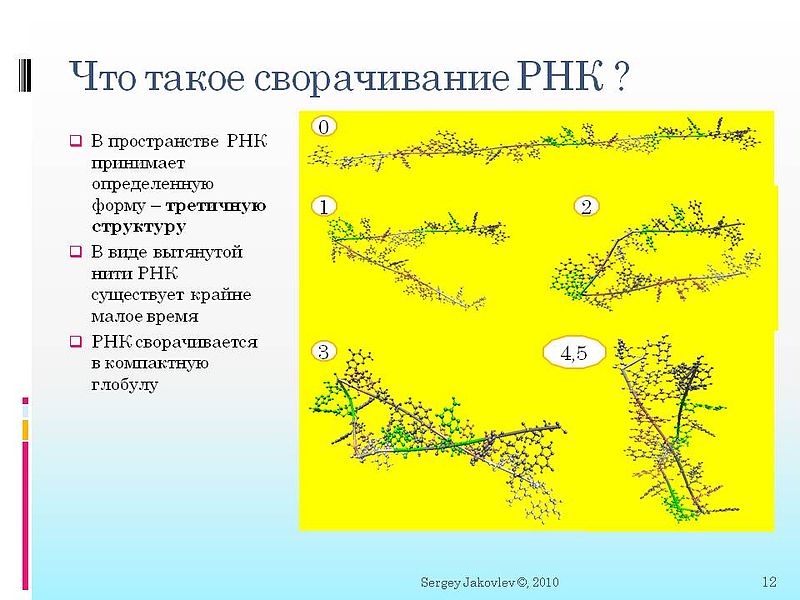 Часть №1. Введение в биовычисления по сворачиванию. От белков к РНК