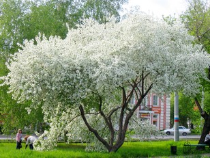 Чемпионат заслуженных вещей