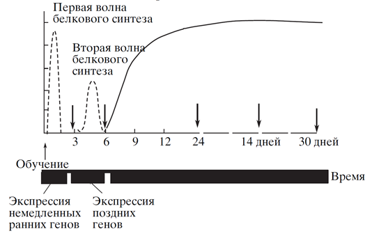 Логика мышления. Часть 15. Консолидация памяти