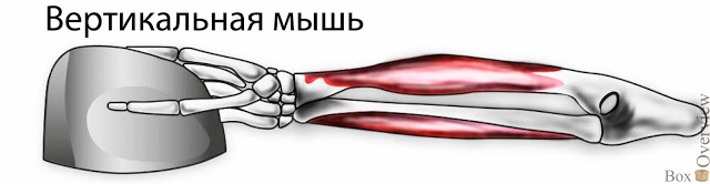 Опыт использования вертикальной мыши или спасаемся от туннельного синдрома