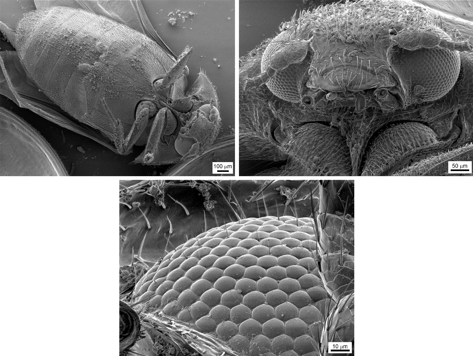 Лицо мухи под микроскопом фото