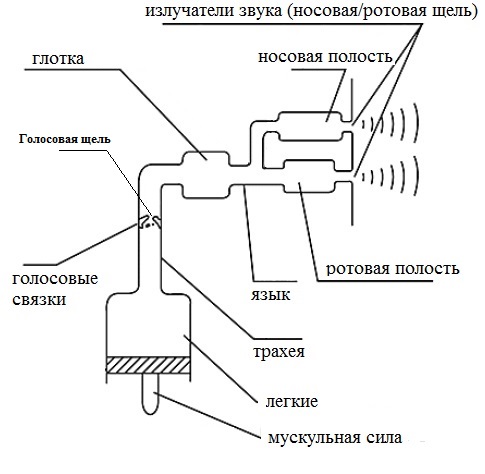 Расположение голосов в хоре схема